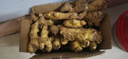 產(chǎn)地直發(fā)云南小黃姜新鮮生姜黃姜調(diào)味料新鮮蔬菜生鮮 3斤 裝 曬單實拍圖