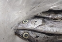 順豐野生整條帶魚(yú)海魚(yú)野生小眼帶魚(yú)整條帶魚(yú)鮮活速凍海捕帶魚(yú) 5斤整條帶魚(yú)【每斤1-2條】 曬單實(shí)拍圖