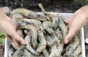 東上御品 國產(chǎn)青島大蝦 特大號白蝦 2030規格 凈重3斤 盒裝活凍 曬單實(shí)拍圖