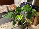 植男植女客廳龜背竹大型真綠植盆栽?xún)艋諝夂迷⒁馑募境Ｇ噢k公室源頭直發(fā) 曬單實(shí)拍圖