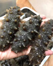 宮壹大連即食海參1斤15-25只 固形物超75%底播刺參鮮活海參加工免泡發(fā) 曬單實(shí)拍圖