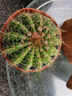 開(kāi)花仙人球仙人掌帶花苞陽(yáng)臺盆栽植物好養室內綠植四季開(kāi)花緋花玉 黃花青王丸7CM左右帶花苞 原盆原土發(fā)貨 曬單實(shí)拍圖