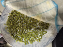 北蔬 綠豆芽苗菜種子種苗家庭水培無(wú)土栽培菜種籽 綠豆芽苗菜種子200g 曬單實(shí)拍圖