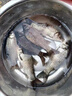 鉤尖江湖五谷豐登年年有魚餌料夏季野釣通殺鯽魚鯉魚谷物香魚餌 【新品】奶油香鯽 曬單實拍圖