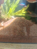 HANYANG雨淋沙水草魚缸底砂免洗紅色化妝雨林造景沙龜缸水族養(yǎng)魚用品2kg 曬單實拍圖