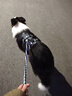 拉夫威爾弗格蘭狗狗胸背帶牽引繩小型犬ruffwear柴犬寵物狗背心胸背帶 玄武巖灰 M 曬單實(shí)拍圖