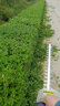 優(yōu)樂芙電動綠籬修剪機(jī)背負(fù)式鋰電采茶機(jī)園林綠化修枝機(jī)單手綠籬剪枝神器 750W綠籬機(jī)+30米線 曬單實拍圖