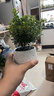 MPPMCK放青松綠植霧松室內(nèi)小盆栽辦公室桌面植物擺件四季好養(yǎng)活凈化空氣 不含盆 （單植物） 【桌擺小盆栽】霧凇(高15-25cm) 曬單實(shí)拍圖