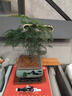 花翁盆栽植物中式禪意盆景創(chuàng)意綠植 文竹+四方山水盆+底架源頭直發(fā) 曬單實拍圖
