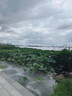 浪莎（LangSha）兒童內(nèi)褲女童內(nèi)褲中大童5A抑菌內(nèi)褲寶寶青少年平角短褲6條裝 130 曬單實(shí)拍圖