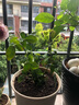 果汁陽臺月季花苗四季開花卉盆栽綠植物室內(nèi)花易活玫瑰帶花苞庭院 藍色陰雨【大花濃香，月月開分枝多】 【帶花苞】【盆口徑15cm】原盆冠25高35 曬單實拍圖
