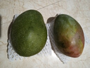 【新鮮上市】正宗攀枝花凱特芒果新鮮水果 帶箱2斤200g+ 曬單實拍圖
