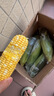 滇味十足（DIANWEISHIZU）水果玉米甜玉米云南金銀雙色新鮮甜嫩水果玉米棒鮮玉米茄果瓜 金銀雙色 【精選5斤】（凈重 約5-9根） 曬單實(shí)拍圖