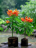 御春閣帶盆帶土炮仗花苗 庭院植物 攀援爬藤 盆栽爆竹花 鞭炮花大苗樹(shù)苗 杯苗10公分高（3棵裝） 曬單實(shí)拍圖