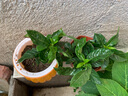 小盆梔子花盆栽四季開(kāi)花不帶花苞室內綠蘿水培花卉綠植物好養易活 低配款：15-20cm【2株】當年少量開(kāi)花 濃香型梔子花【帶花苞】10天開(kāi)花 曬單實(shí)拍圖