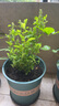 藍雪花大花苗爬藤植物陽(yáng)臺庭院四季開(kāi)花盆栽室內外鮮花卉盆景植物 【帶花苞】藍雪花180（加侖盆） 曬單實(shí)拍圖