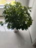 花財主天堂鳥盆栽辦公室大型綠植客廳盆栽家用吸甲醛凈化空氣綠植 步步高發(fā)財樹1.7-1.8m【福字盆】 曬單實拍圖