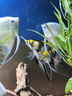森森 超白玻璃小魚(yú)缸HWK-600P裸缸款水草缸金魚(yú)缸小型水族箱水草缸  曬單實(shí)拍圖