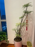 愛(ài)優(yōu)尚龜背竹盆栽客廳室內辦公室大型綠植盆景凈化空氣吸甲醛源頭直發(fā) 曬單實(shí)拍圖