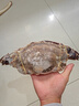 舟山梭子蟹鮮活特大野生大螃蟹新鮮冷凍海鮮水產(chǎn)海蟹飛蟹白蟹順豐 7-9兩/只【5斤凈重 特大肥壯】 曬單實(shí)拍圖