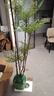 花財主大型盆栽綠植 檸檬樹(shù)鴨腳木發(fā)財樹(shù)天堂鳥(niǎo)綠植室內客廳大盆栽 南天竹-1.5-1.6米【圓球盆】 含盆 曬單實(shí)拍圖