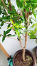 景琳涵正宗四川春見(jiàn)耙耙柑樹(shù)苗丑橘杷杷柑嫁接粑粑柑樹(shù)苗盆栽橘子樹(shù)果苗 4年苗帶土帶葉（當年結果）包成活 曬單實(shí)拍圖