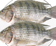 環(huán)球水產(chǎn)三去羅非魚2.8斤/共4條 免處理去鱗去鰓去內(nèi)臟 魚類 曬單實(shí)拍圖