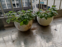 景郁春 JIRYUCUR銅錢草水培植物盆栽四季好養(yǎng)帶葉 銅錢草兩盆 源頭直發(fā) 曬單實(shí)拍圖