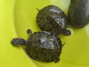 桑島高鈣龜糧烏龜飼料巴西烏龜鱷龜草龜陸龜2mm通用飼料440g 曬單實(shí)拍圖