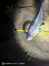 光威（GW） 光威魚(yú)竿龍?jiān)瞥才_(tái)釣竿 碳素魚(yú)竿超硬魚(yú)桿28調(diào)鯉魚(yú)黑坑 5.4m 龍?jiān)迫?曬單實(shí)拍圖