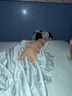 嘉瑰泰迪幼犬灰泰迪純種泰迪狗活犬寵物狗狗活體貴賓犬茶杯犬 血統級 公 曬單實(shí)拍圖