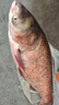 舟三公舟三公二代烽火鰱鳙餌料浮釣鰱鳙酸臭魚(yú)餌手竿專(zhuān)用大胖頭白鰱花鰱 烽火鰱II代450g酸臭*5包 曬單實(shí)拍圖