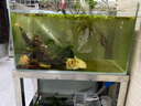坤寧王金晶超白玻璃魚缸60造景裸缸客廳桌面溪流缸一體缸水族箱60*30*35 曬單實拍圖