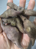 沃江源湖北新鮮青菱角洪湖老菱角帶殼菱角現(xiàn)摘現(xiàn)發(fā) 5斤裝 曬單實拍圖