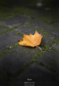 索尼（SONY）FE 50mm F1.4 GM 全畫(huà)幅大光圈定焦G大師鏡頭 人像攝影(SEL50F14GM) 曬單實(shí)拍圖