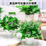 綠蘿盆栽室內客廳綠植花卉 家用凈化空氣綠籮植物吸除甲醛吊蘭 高20CM【早安吸水盆】8盆+5肥 曬單實(shí)拍圖