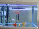 樂(lè )淘逸寵銀龍魚(yú)活體大中型熱帶觀(guān)賞魚(yú)魚(yú)缸寵物淡水風(fēng)水魚(yú)發(fā)財魚(yú)金龍魚(yú) 50-60cm魚(yú)缸套餐C發(fā)順豐 曬單實(shí)拍圖