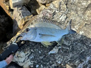 羽逸進(jìn)口YGKPE JP五彩X12編pe線(xiàn)主線(xiàn)路亞專(zhuān)用魚(yú)線(xiàn)500米超遠投順滑耐磨 12編ygkpe jp線(xiàn)十米一色【300米】 1.5 曬單實(shí)拍圖