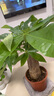 發(fā)財樹(shù)盆栽大植物室內辦公室桌面客廳小盆景招財樹(shù)苗綠植花卉盆栽 大單桿發(fā)財樹(shù) 9-12cm【原盆】 【送肥料】 曬單實(shí)拍圖