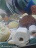 印尼紅龍魚(yú)苗純血辣椒鳳凰紅龍魚(yú)或金魚(yú)混發(fā)（盲盒發(fā)貨） 一公一母 曬單實(shí)拍圖
