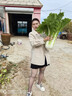 GIOIO毛呢半身裙女秋冬2025年a字百褶裙高腰短裙顯瘦遮胯學(xué)院風(fēng)傘裙 黑色  L 腰圍72（108-118斤） 曬單實(shí)拍圖