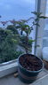 紫薇花盆栽植物樹(shù)室內陽(yáng)臺庭院觀(guān)花四季好養百日紅耐熱老樁樹(shù)苗 紫薇花無(wú)盆 曬單實(shí)拍圖