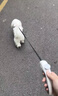 BEYZK狗狗外出牽引繩自動可伸縮遛狗繩防咬掙脫中小型犬鏈泰迪寵物用品 檸檬黃-自動伸縮牽引器365天 3M反光防咬繩-貓狗通用 曬單實拍圖