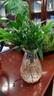 驅(qū)蚊竹柏水培植物大棵室內(nèi)水養(yǎng)綠植花卉盆栽辦公室桌面驅(qū)蚊草好養(yǎng) 精選竹柏10顆+透明鉆石瓶+肥料+彩石 曬單實(shí)拍圖