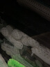 瑪豆優(yōu)菌庫3S硝化菌濾材生化球魚(yú)缸用過(guò)濾材料麥飯石珊瑚骨培菌磚 優(yōu)菌庫3S 90顆球 龍魚(yú) 曬單實(shí)拍圖