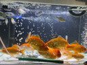 吉品鴻 錦鯉飼料1000克高蛋白魚(yú)糧魚(yú)飼料中顆粒3-4mm冷水魚(yú)池塘魚(yú)觀(guān)賞魚(yú) 曬單實(shí)拍圖