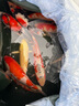 鯉與你龍巔精品錦鯉高端精品進(jìn)口日本錦鯉活魚(yú)錦鯉魚(yú)觀(guān)賞魚(yú)活體純種大魚(yú)風(fēng)水紅白大正 昭和三色 高端精品 9條高端精品套餐20-30公分 曬單實(shí)拍圖