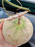 京鮮生 哈密瓜西州蜜25號 凈重6-7斤1-2粒裝 源頭直發(fā)包郵 曬單實(shí)拍圖