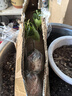 重瓣三角梅苗盆栽地栽花卉老樁室內陽(yáng)臺庭院爬藤植物四季開(kāi)花 三角梅1棵【品種隨機】 曬單實(shí)拍圖