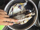 往牧梭子蟹 舟山野生超大螃蟹 可清蒸 海蟹飛蟹 新鮮冷凍 海蟹水產(chǎn) 【可清蒸】特大單只7-9兩凈重8斤 曬單實(shí)拍圖